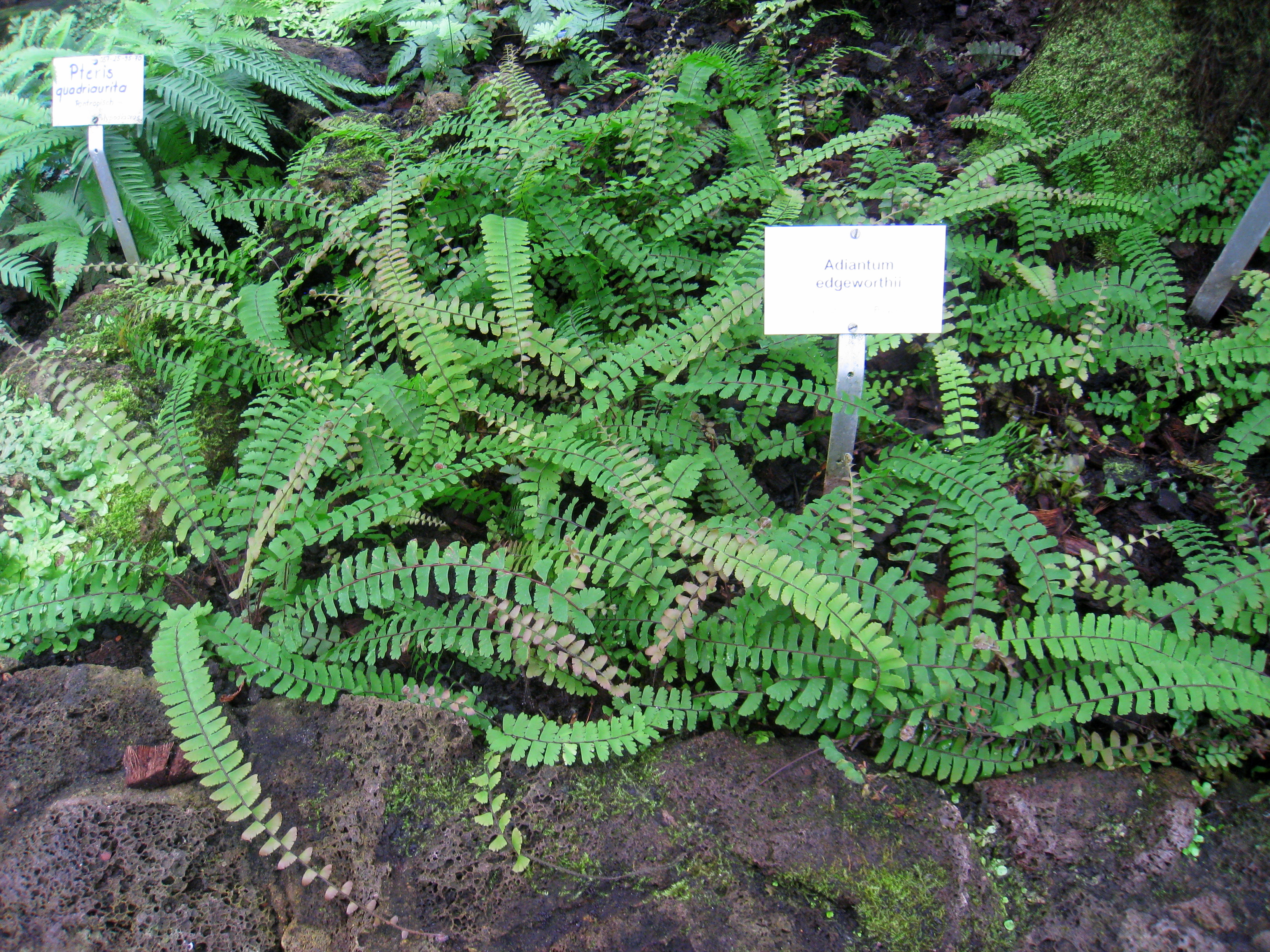 five fingered fern,northern maidenhair fern